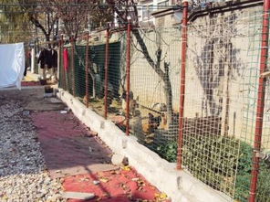 双仙路绿地养鸡鸭 生态创新还是城市管理的挑战？