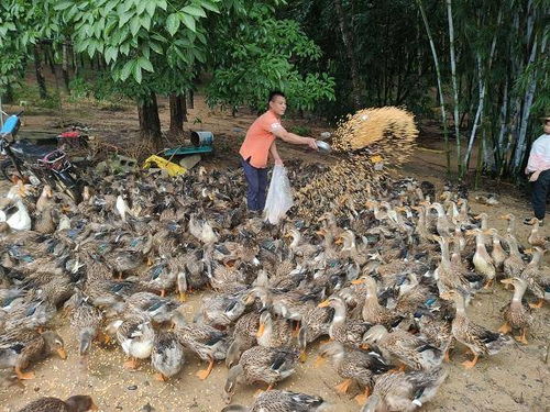 白沙打安脱贫户邓耀林 鸡鸭齐鸣奏响幸福曲