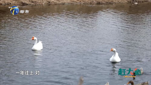 天然散养，品味本真 自家鸡鸭鹅的紧实鲜美与丰富营养