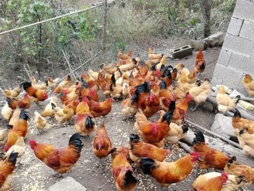 理性看待乡村养殖 在生态保护与农民生计间寻求平衡