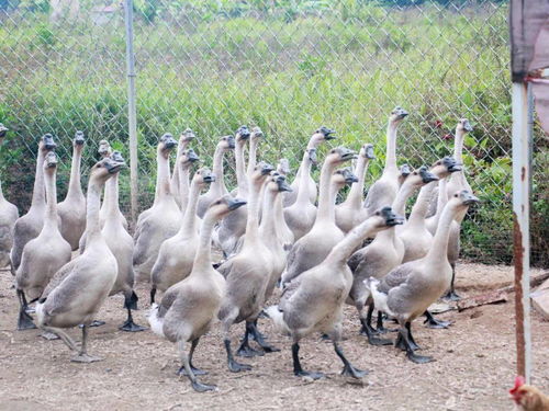 匠心独运，一只鹅成就美食传奇——探访刁坊老板的养殖与烹饪艺术
