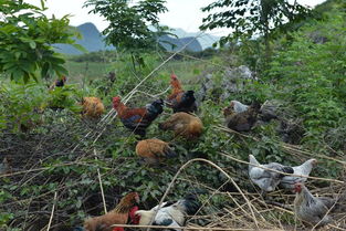 瑶山金燕振翅飞 三十六日翘首盼，鸡鸭欢鸣启新篇