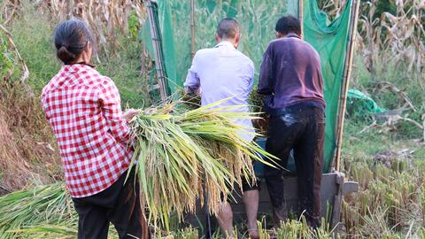 农村鸡鸭鹅养殖 传统模式下的挑战与生态转型机遇