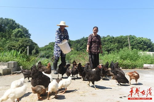 刘文利夫妇的鸡鸭养殖经 科学喂养，家庭致富