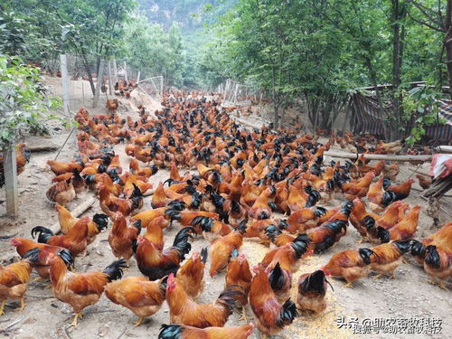 养鸡巧用部分发酵饲料 鸡场不臭病少，肉质优效益高