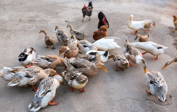 鸡鸭养殖 致富之路与养殖技术要点