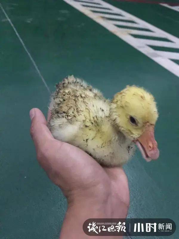 废墟中的小黄鸭 一场火灾后的生命追问与养殖业警思