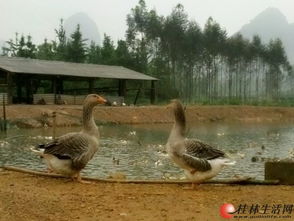 农家养殖鸡鸭，欢迎饭店、单位与朋友们选购