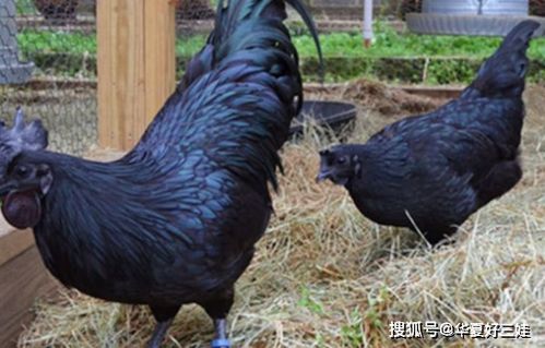 金属光泽的神秘家禽 揭秘世界上最贵的“兰博基尼鸡”