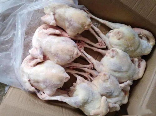 鸡鸭鹅养殖 为何农村养鸡鸭多而养鹅少？